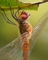 Close-up of insect