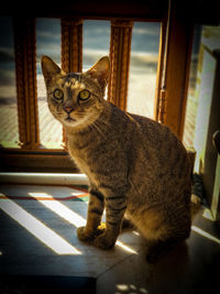 Cat sitting on a window