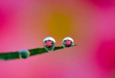 Close-up of pink flower