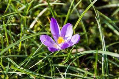 Close-up of purple flowers blooming in field