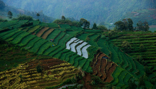 Scenic view of agricultural field