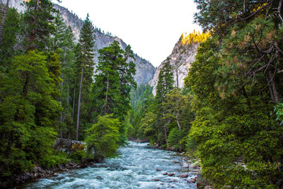 Scenic view of waterfall in forest against clear sky