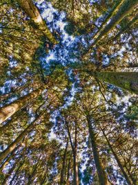 Low angle view of trees against sky