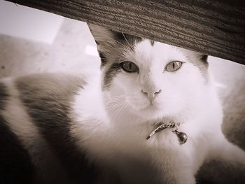 Close-up portrait of cat