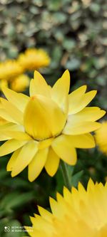 Close-up of yellow flower