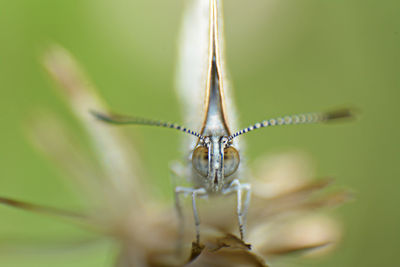 Close-up of insect