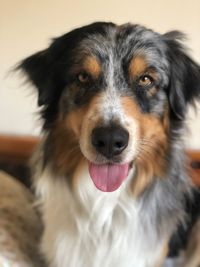 Close-up portrait of dog