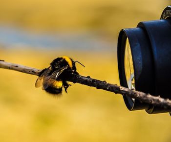 Close-up of insect on stick by camera