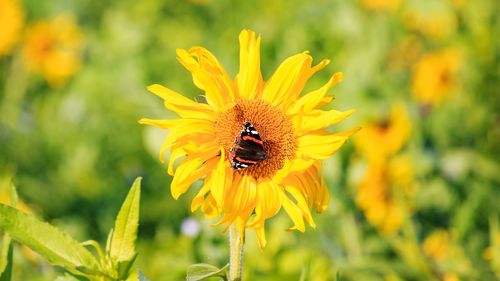 Close-up of butterfly on sunflower