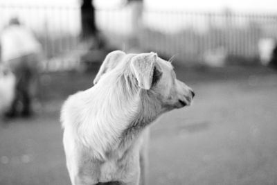 Close-up of dog looking away on street