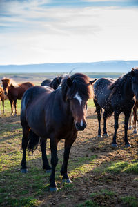 Horses standing on field