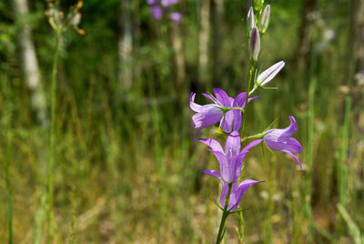 Close-up of purple flowering plant on land