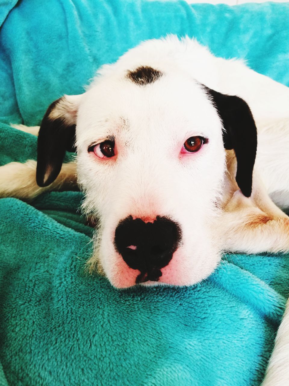 PORTRAIT OF DOG ON BED