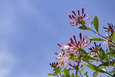 Low angle view of flowering plant against clear sky