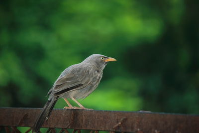 Close-up of bird perching on railing