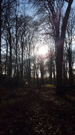 Sun shining through trees in forest