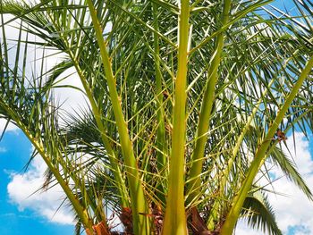 Low angle view of palm trees against sky