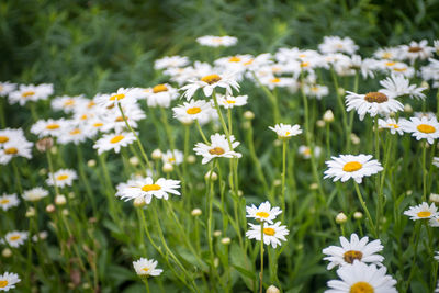 Close-up of white daisy flowers