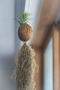 Close-up of dried plant hanging on wood