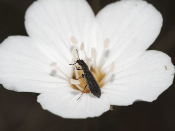 Close-up of bee on white flower