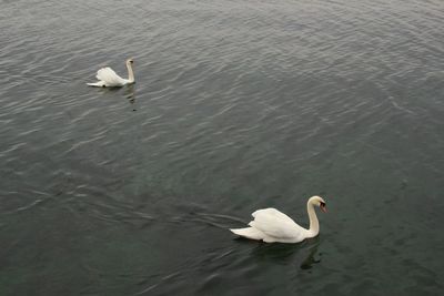 High angle view of swans swimming in lake