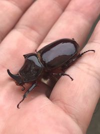 Close-up of hand holding insect