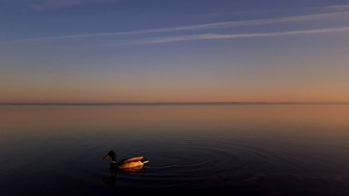 Ducks swimming in lake at sunset