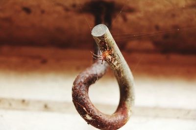 Close-up of rusty horse