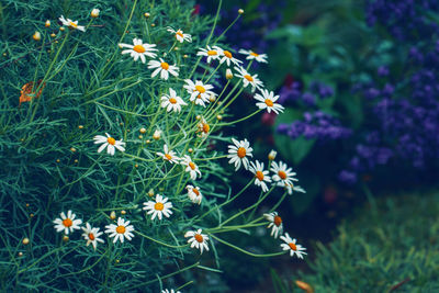 High angle view of flowering plant on field