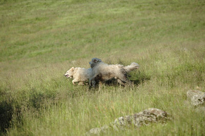 Sheep on field