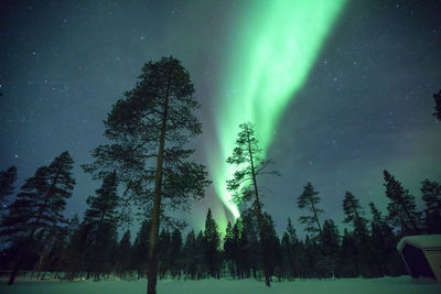 Trees in forest against sky at night during winter