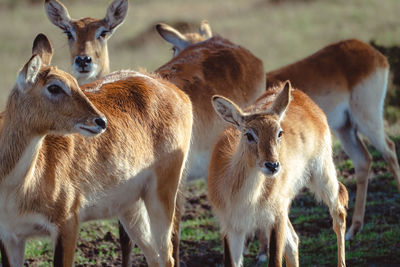 Deer standing on field