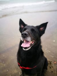 Close-up of dog at beach
