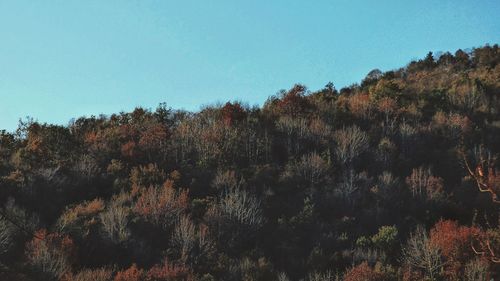 Low angle view of trees against sky