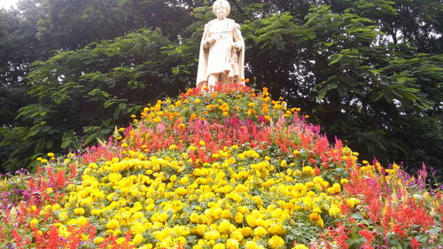 Flowers growing in park