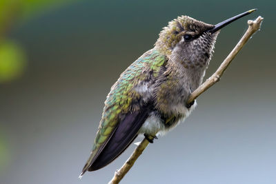 Close-up of bird perching on twig