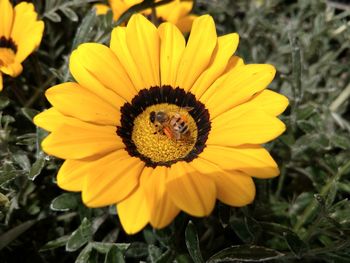 Close-up of yellow flower