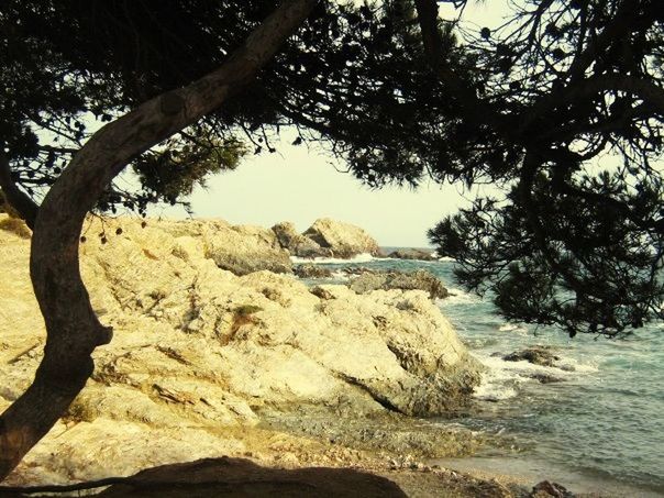 tree, tranquility, tranquil scene, scenics, nature, beauty in nature, water, tree trunk, beach, branch, sky, rock - object, shore, sea, non-urban scene, sand, idyllic, sunlight, landscape, day