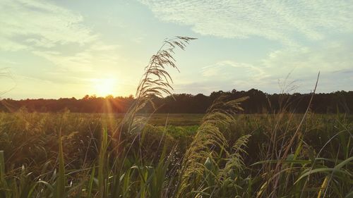 Scenic view of field against sky at sunset