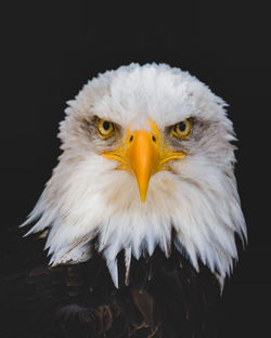 Close-up portrait of eagle against black background