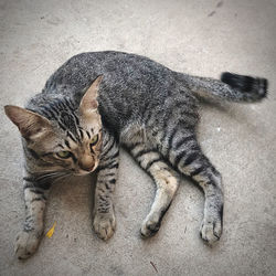 High angle view of cat resting