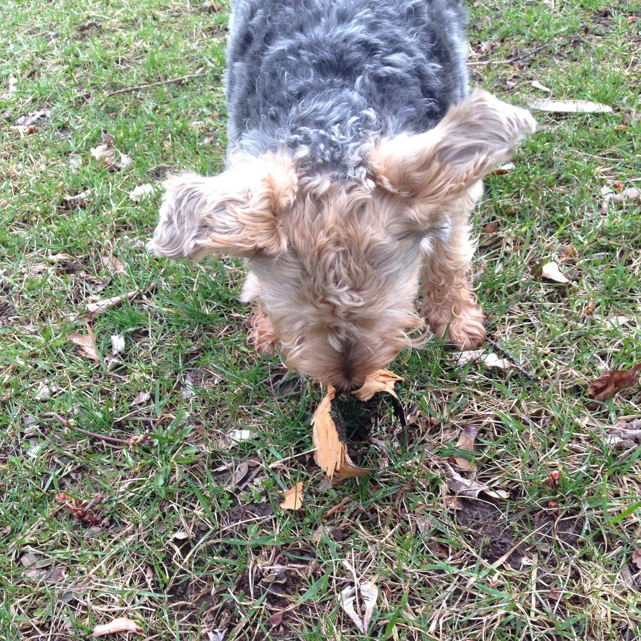 Sniffing Spring