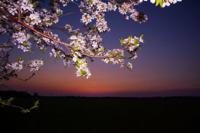 Beautiful spring plum blossoms during sunrise hours.