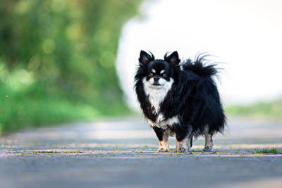 Portrait of dog on road