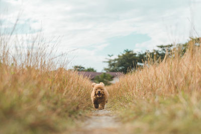 Brown poodle puppy running on the field