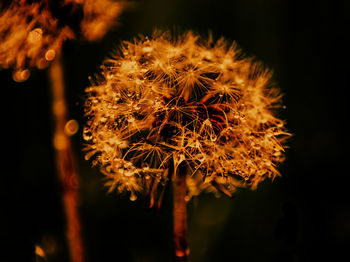 Close-up of wilted dandelion during night