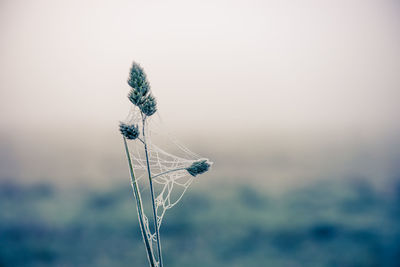 Close-up of spider web on plant against sky