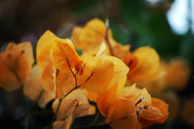 Close-up of leaves on plant