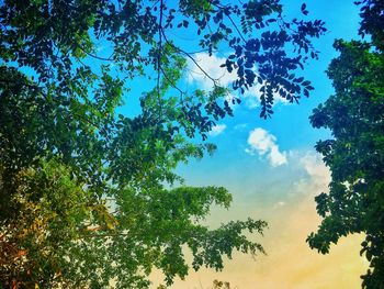 Low angle view of trees against sky