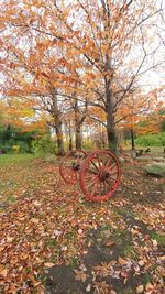 Tree on field during autumn